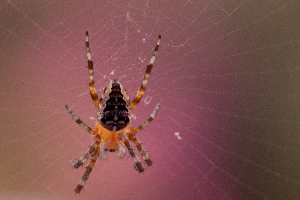 Aranha de cavitação
 jardim europeia
 tecelã orb
