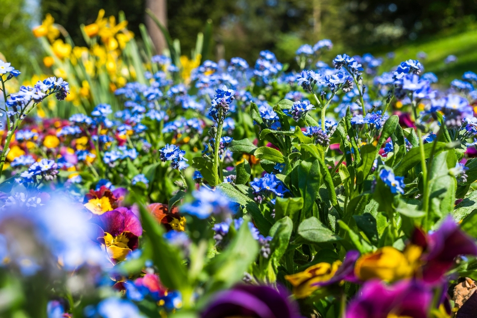 Flor azul plantar planta com flor
