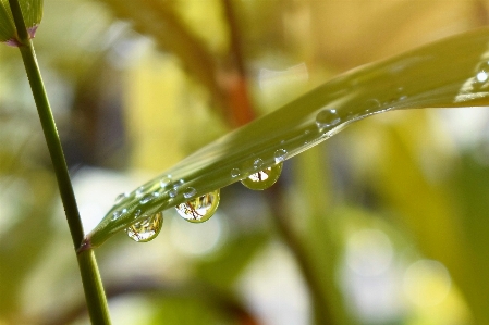 Moisture dew water drop Photo