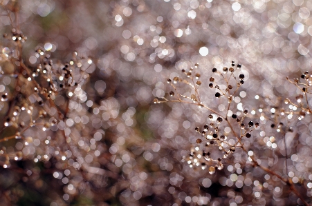 Photo Eau printemps fleur fermer
