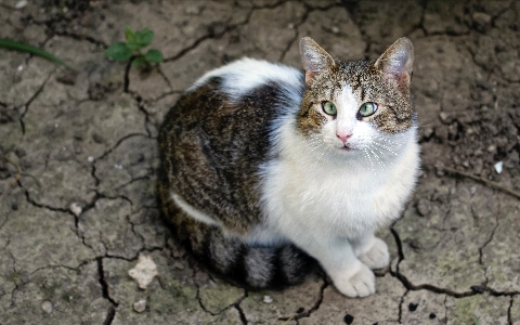 Cat mammal small to medium sized cats whiskers Photo