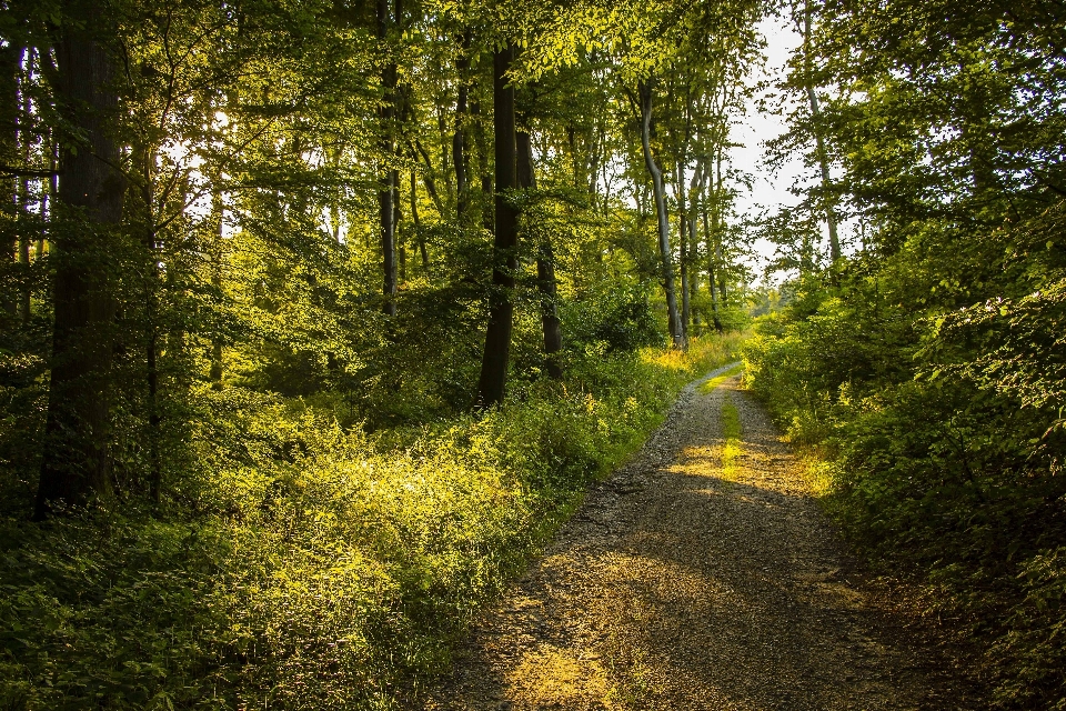 木 森 自然の風景
 自然