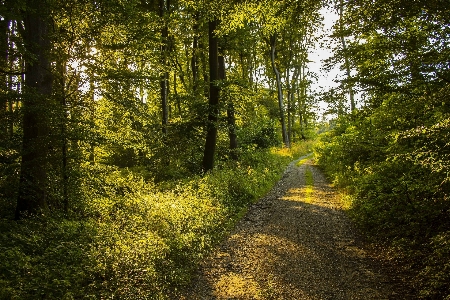 Tree forest natural landscape nature Photo