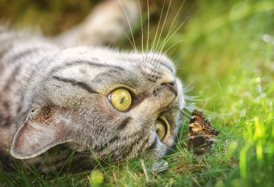 Kedi bıyık
 kedigiller
 küçük ila orta boy kediler
