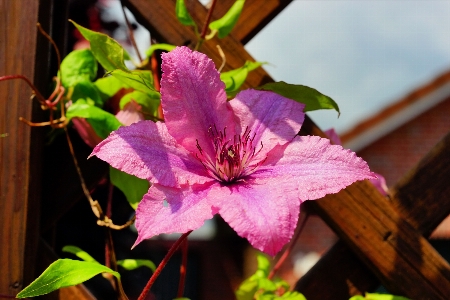 Blume blühende pflanze
 blütenblatt rosa Foto