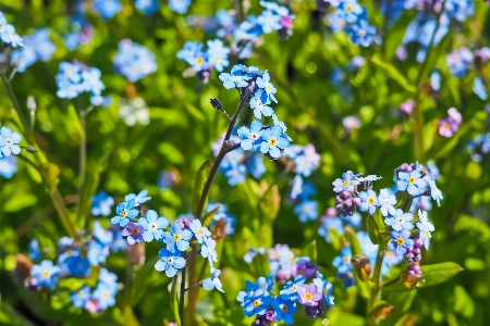 Flower flowering plant alpine forget me not blue Photo