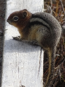 Photo Vertébré
 mammifère écureuil renard
