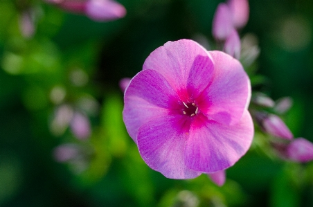 Flower flowering plant petal pink Photo