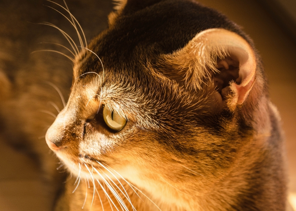 Kucing cambang
 berukuran kecil hingga sedang
 felidae
