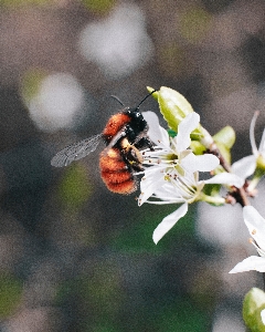 Honeybee insect bee flower Photo