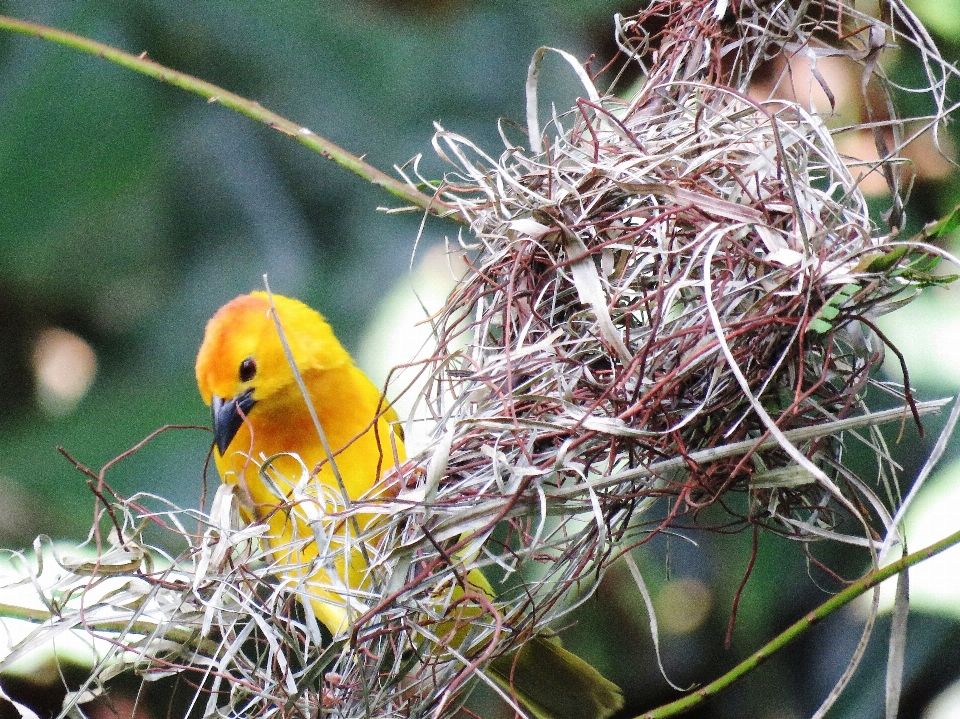 Burung paruh sarang burung
