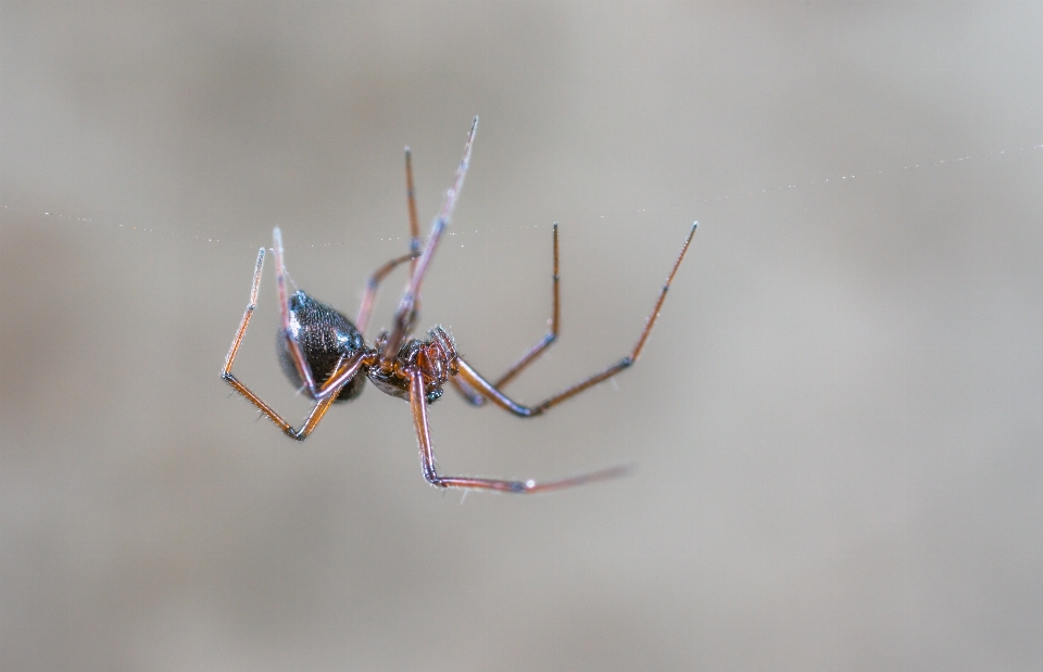 Aranha inseto invertebrado organismo