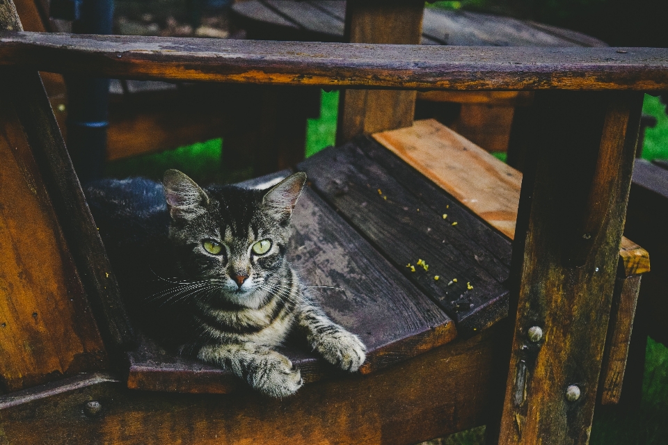 кот маленькие и средние кошки
 кошачьих
 бакенбарды
