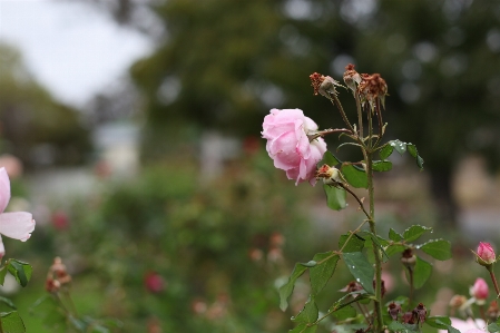 Photo Fleur nature rose plante à fleurs
