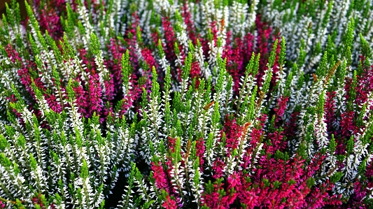 Flower flowering plant purple loosestrife Photo