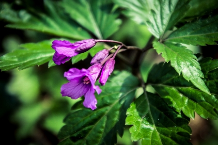 Blume blühende pflanze
 anlage blütenblatt Foto