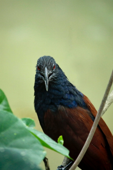 Pájaro vertebrado
 pico cuculiformes
