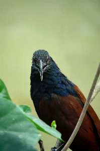 Bird vertebrate beak cuculiformes Photo