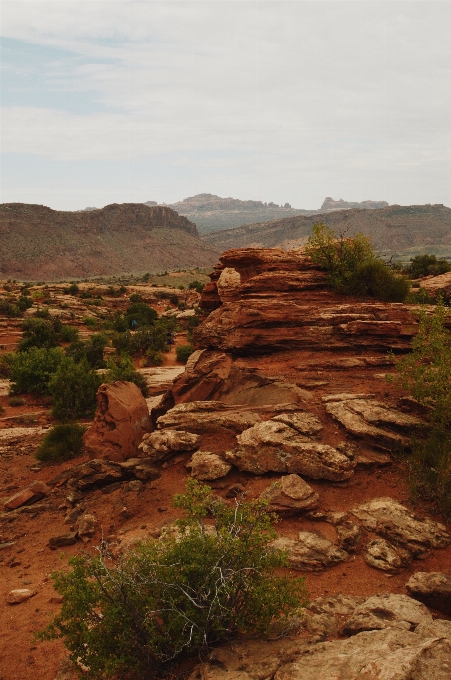 Rock formation aufschluss
 vegetation