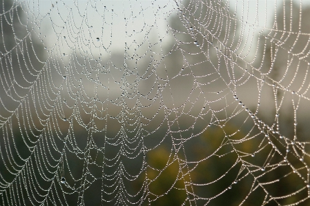 Foto Ragnatela acqua umidità fenomeno atmosferico
