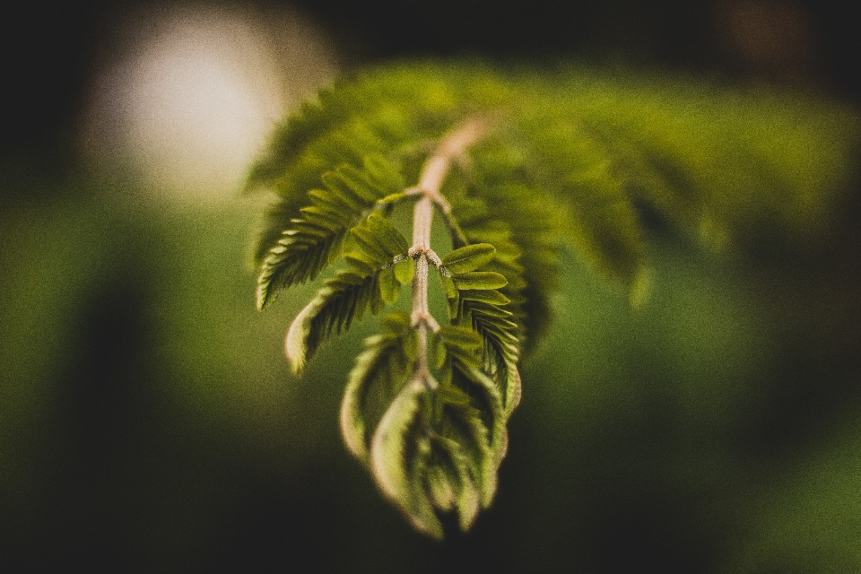 Green leaf nature vegetation