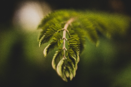 Green leaf nature vegetation Photo