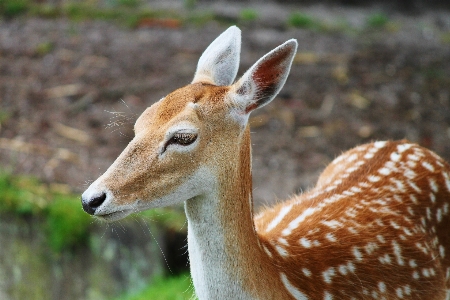 Mammal vertebrate wildlife terrestrial animal Photo