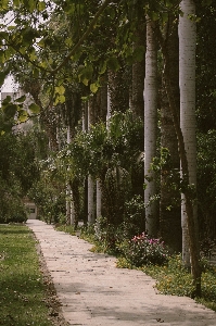 Tree vegetation nature natural environment Photo