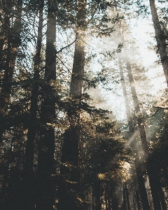 Tree forest nature natural environment Photo