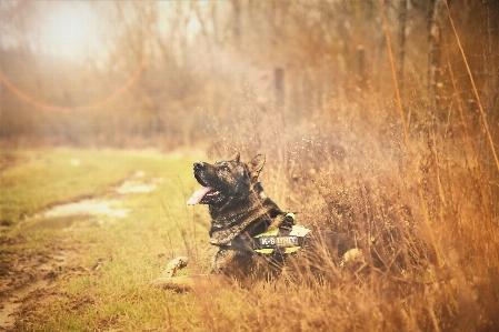 Canidae wildlife grass sunlight Photo