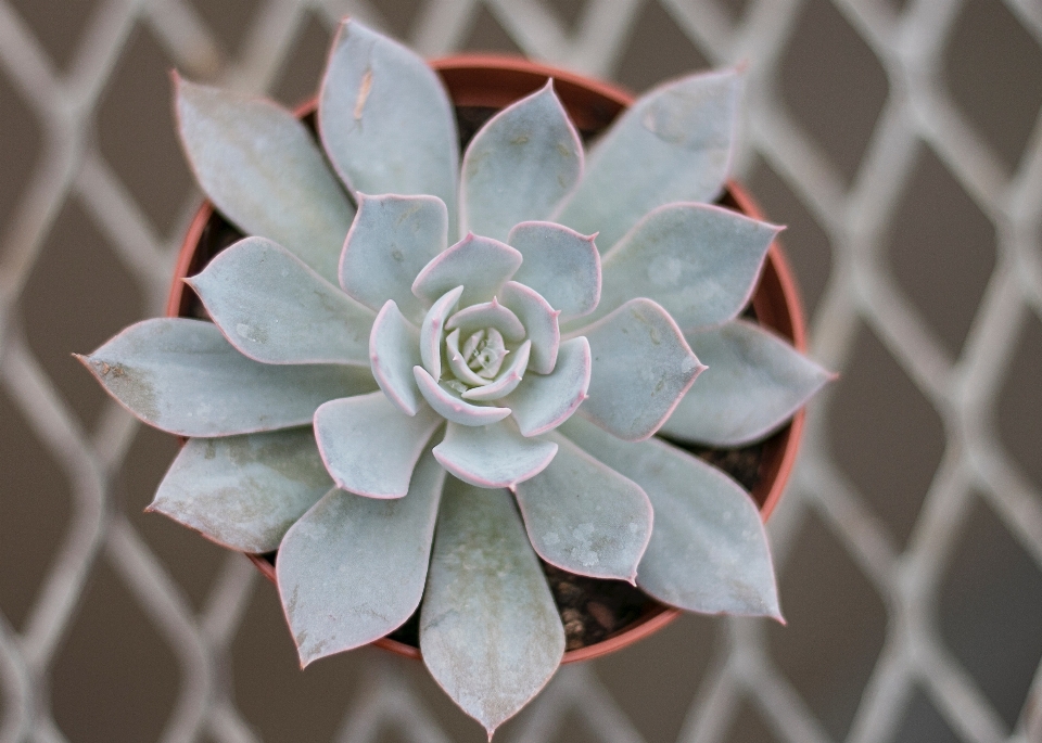 Flower echeveria petal plant