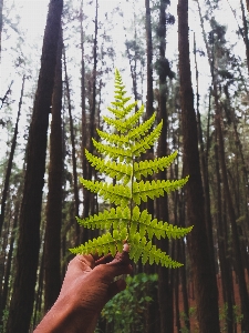 Shortleaf black spruce balsam fir tree yellow Photo