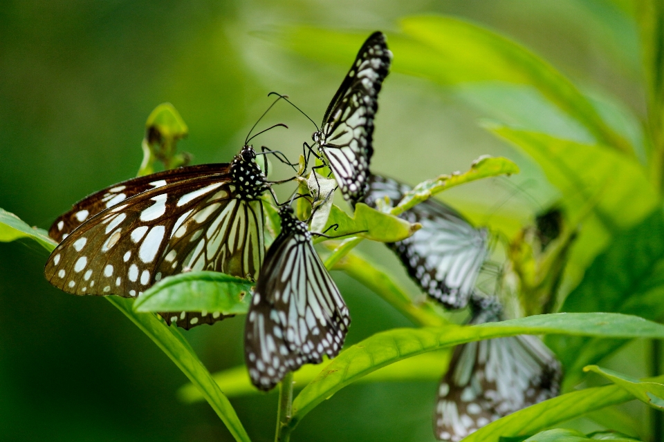 Kupu-kupu serangga ngengat dan kupu-kupu
 invertebrata