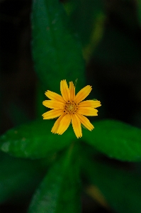 Foto Flor amarillo verde hoja