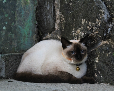 猫 哺乳類 脊椎動物
 小型から中型の猫
 写真