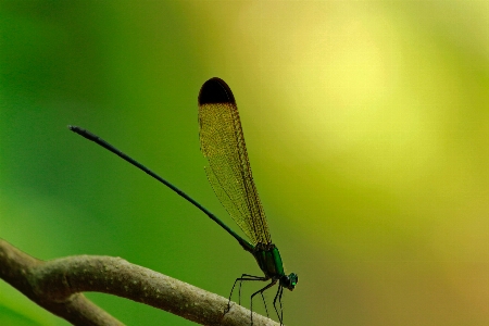 Foto Serangga capung dan damseflies
 damselfly
