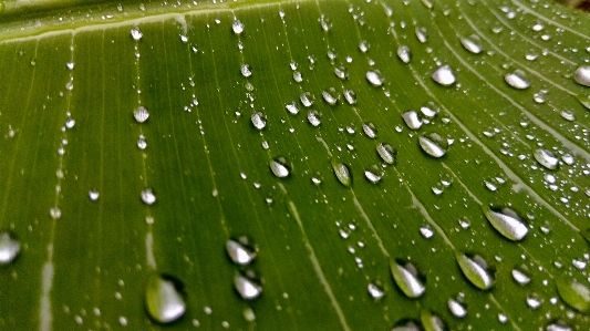 Dew moisture leaf water Photo