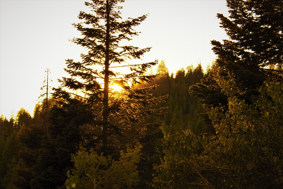 Tree sky nature tropical and subtropical coniferous forests