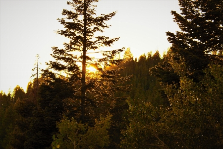 Tree sky nature tropical and subtropical coniferous forests Photo