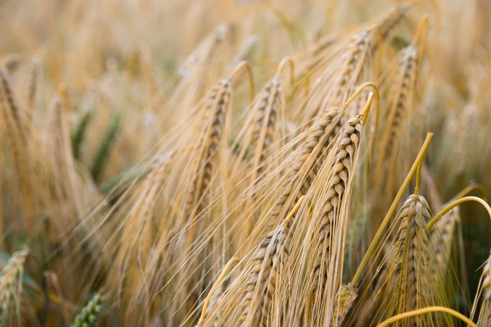 Triticale barley grain food