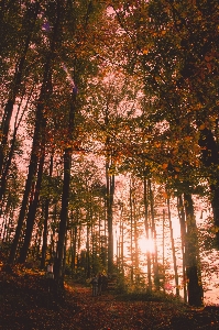 木 森 自然 北の広葉樹林
 写真