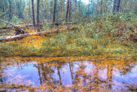 Reflection nature natural landscape tree Photo