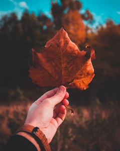 Leaf sky maple tree Photo