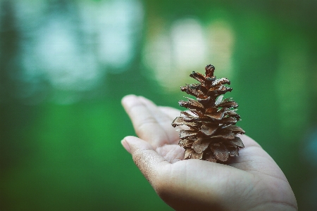 Natur hand grün nadelbaumkegel
 Foto