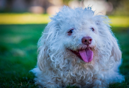 Foto Anjing mamalia bertulang belakang
 canidae
