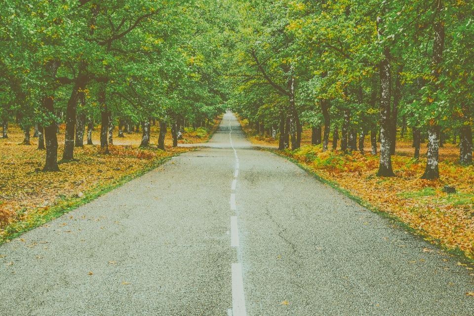 Tree nature road natural landscape