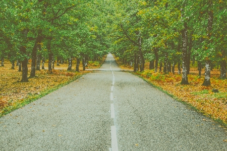 Tree nature road natural landscape Photo