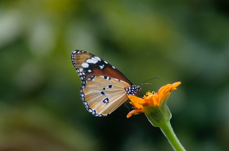 Foto Falene e farfalle
 farfalla insetto invertebrato