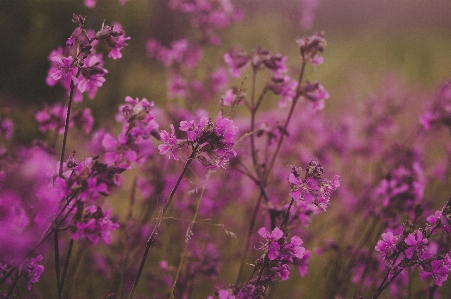 Blume blühende pflanze
 anlage rosa Foto