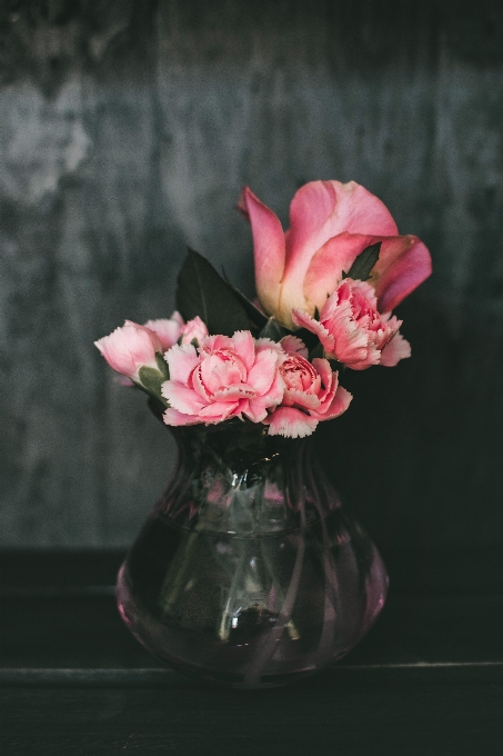 Rosa fotografia de natureza morta
 flor pétala